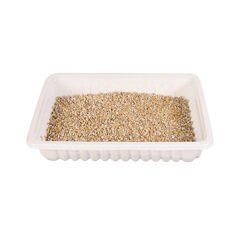 Trixie Yavru ve Yetişkin Kedi Çimi