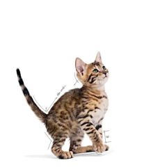 Royal Canin Kitten Sterilised Pouch Kısırlaştırılmış Yavru Konserve Kedi Maması 85 Gr