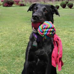 Kong Wubba Peluş Sessiz Köpek Oyuncağı Large 34 Cm