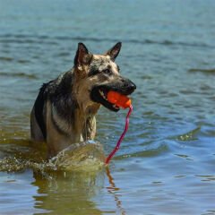 Kong Aqua Kauçuk İpli Köpek Oyuncağı Turuncu Large