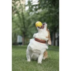 M-Pets Bloom Ball Parçalanmaz Top Köpek Oyuncağı 7 Cm Sarı