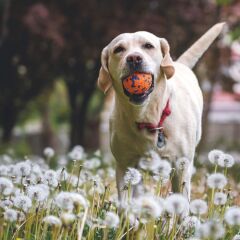 M-Pets Bloom Ball Parçalanmaz Top Köpek Oyuncağı 7 Cm Turuncu