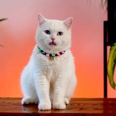 Pnx Pet Onix Doğaltaş Nazar Boncuklu Kedi ve Köpek Künyesi