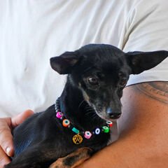 Pnx Pet Onix Doğaltaş Nazar Boncuklu Kedi ve Köpek Künyesi
