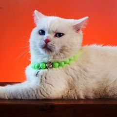 Pnx Pet Akrilik Boncuk Kedi Künyesi Yeşil