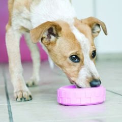 Kong Yavru Köpek Oyuncak Lastik Small Mavi/Pembe 9 Cm