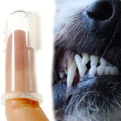 Wondi Dental Kedi ve Köpek Diş Temizleme Fırçası