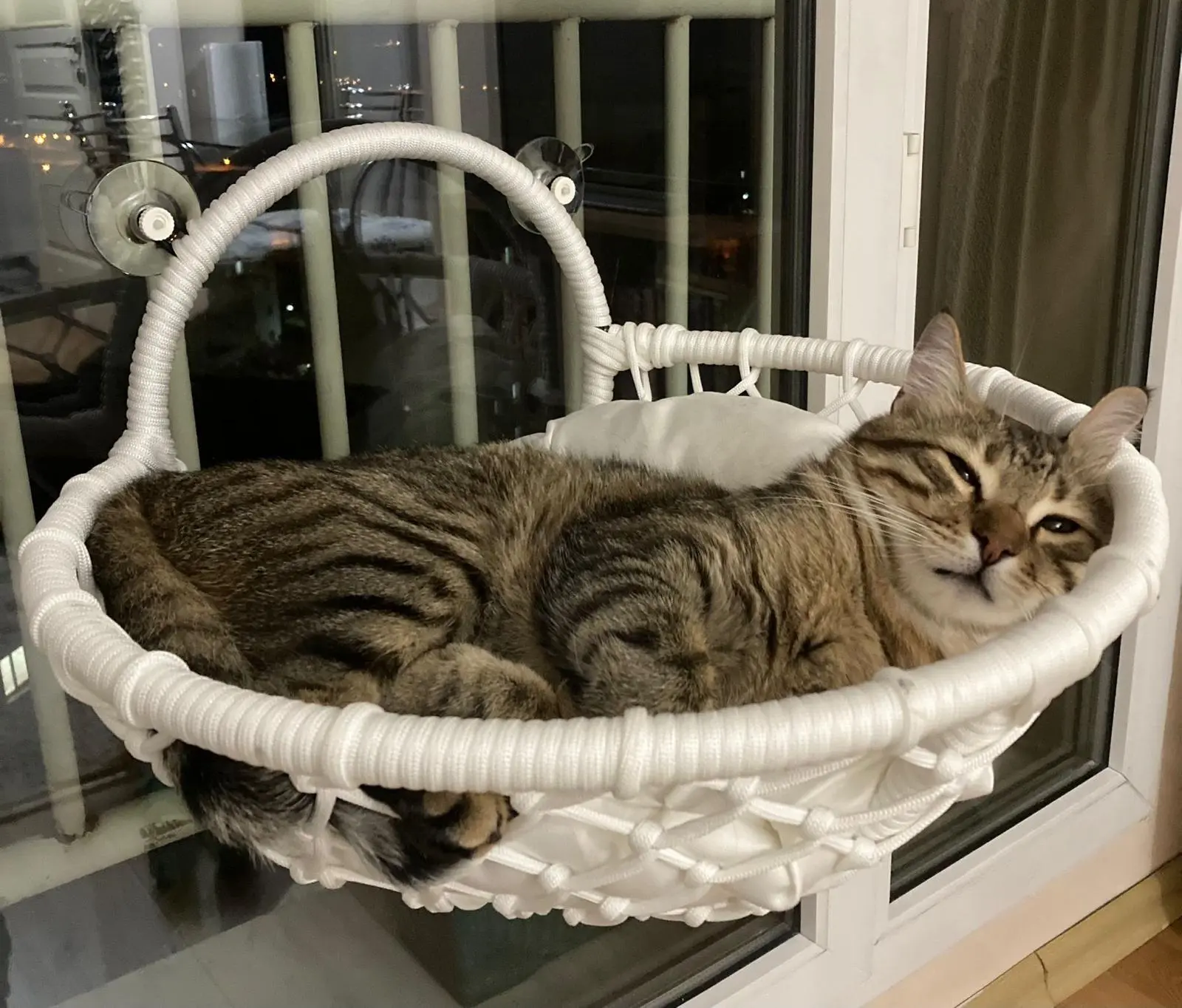 Lepus Gezegen Vantuzlu Cam Kedi ve Küçük Irk Köpek Yatağı Mix