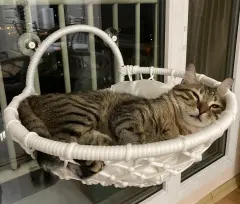 Lepus Gezegen Vantuzlu Cam Kedi ve Küçük Irk Köpek Yatağı Mix