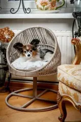 Lepus Galaxi Model Kedi Kedi ve Küçük Irk Köpek Yatağı Mix