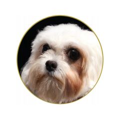 Nature's Protection Adult Beyaz Tüylü Küçük Irk Balıklı Yetişkin Köpek Maması 10+2 Kg