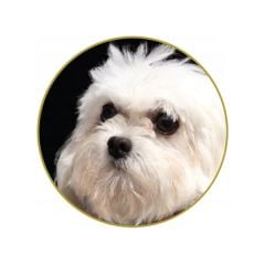 Nature's Protection Adult Beyaz Tüylü Küçük Irk Balıklı Yetişkin Köpek Maması 10+2 Kg