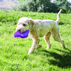 Kong Köpek Oyuncak, Squeezz Fil, S 12cm