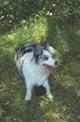 M-Pets Örgü Top Köpek Oyuncağı 9.5 Cm Siyah