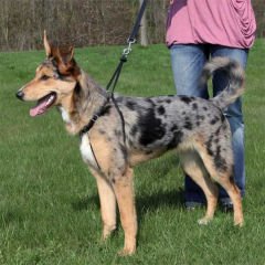 Trixie Köpek Yürüme Eğitim Tasması Large 25 Mm 45-65 Cm