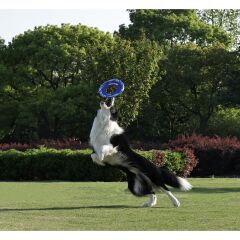 M-Pets Sprintpuff Frizbi Köpek Oyuncağı 24 Cm Mavi