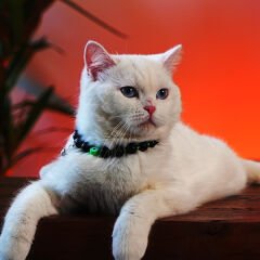 Pnx Pet Nazar Boncuklu Kedi ve Köpek Künyesi Yeşil