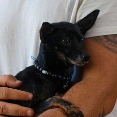Pnx Pet Hematit Doğaltaş Gülücük Kedi ve Köpek Künyesi Mavi