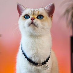 Pnx Pet Kristal Kuvars Doğaltaş Künyesi