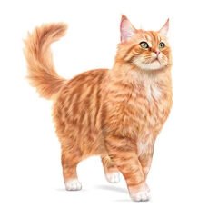 Royal Canin Healthy Ageing 11+ Yaşlı Kedi Maması 2 Kg