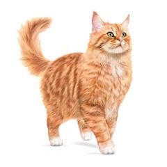 Royal Canin Healthy Ageing 11+ Sos İçinde Yaşlı Konserve Kedi Maması 85 Gr 1 Adet