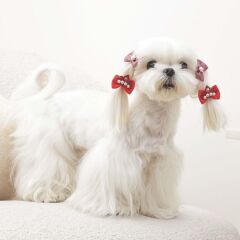 M-Pets Glam Fiyonklu Kedi ve Köpekler İçin Aksesuar Toka Kırmızı