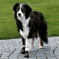 Trixie Köpek Yürüyüş Botu 2 Adet Small Siyah