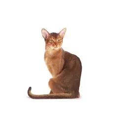 Royal Canin Fussy Exigent Seçici Yetişkin Kedi Maması 400 Gr