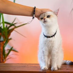 Pnx Pet Hematit Doğaltaş İlahi Koruma Kedi ve Köpek Künyesi
