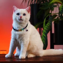 Pnx Pet Çakra Doğaltaş Kedi ve Köpek Künyesi