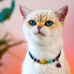 Pnx Pet Çakra Doğaltaş Kedi ve Köpek Künyesi