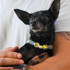 Pnx Pet Şeffaf Kalpler Kedi ve Köpek Künyesi Sarı