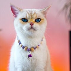 Pnx Pet Ceyt Doğaltaş Kedi Künyesi Mor
