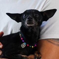 Pnx Pet Lav Doğaltaş Kedi ve Köpek Künyesi Renkli