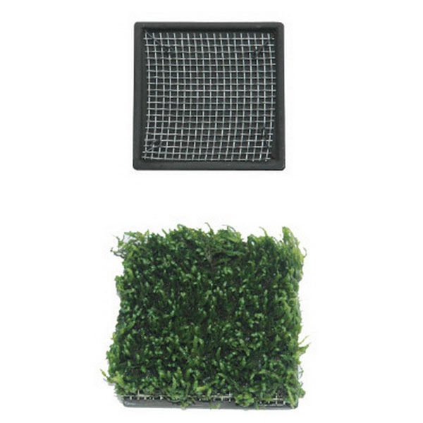 Ista Seramik Kare Akvaryum Bitki Tabanı 5x5 Cm