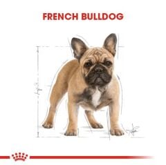 Royal Canin French Bulldog Adult Yetişkin Köpek Maması 3 Kg