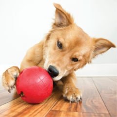 Kong Biscuit Ball Top Köpek Oyuncağı Small Kırmızı 5.5 Cm