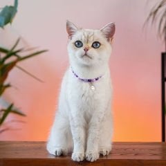 Pnx Pet Lav Doğaltaş Kedi ve Köpek Künyesi Mor