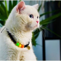 Pnx Pet Kedi Yüzü 3 Renk Kedi Künyesi Renkli