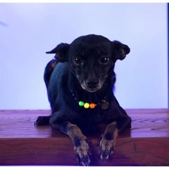 Pnx Pet Kedi Yüzü 3 Renk Kedi Künyesi Renkli