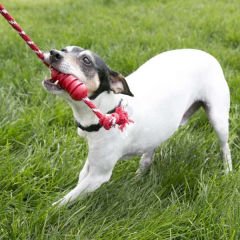 Kong Dental Diş Temizliği için İp Sallantılı Köpek Çiğneme Oyuncağı Medium Kırmızı