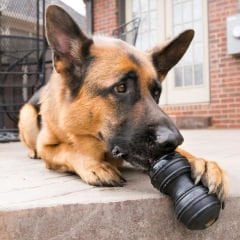 Kong Extreme Dental Diş Temizliği için Ultra Sert Köpek Oyuncağı Large