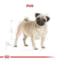 Royal Canin Pug Adult Yetişkin Köpek Maması 1.5 Kg