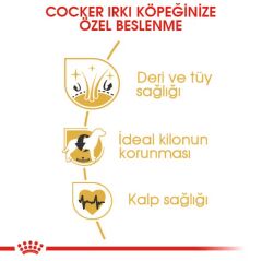 Royal Canin Cocker Adult Yetişkin Köpek Maması 3 Kg