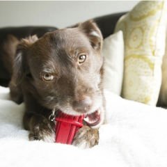 Kong Dental Stick Diş Temizliği için Çok Amaçlı Köpek Oyuncağı Small 8 Cm