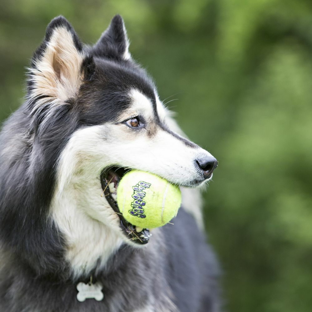Kong Air Sq Sesli Tenis Top Köpek Oyuncağı Small 3 Adet 5 Cm