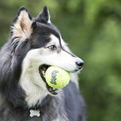 Kong Air Sq Sesli Tenis Top Köpek Oyuncağı Small 3 Adet 5 Cm