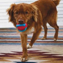 Kong Jaxx Brights Sandviç Şeklinde Köpek Oyuncağı Medium