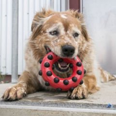 Kong Dotz Halka Sesli Köpek Oyuncağı Large Siyah/Kırmızı 15 Cm