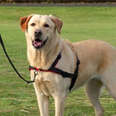 Trixie Yürüyüş Köpek Eğitim Göğüs Tasması Large